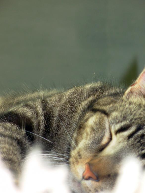 Free stock image of Cat created by jayne shives