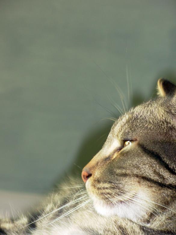 Free stock image of Cat created by jayne shives