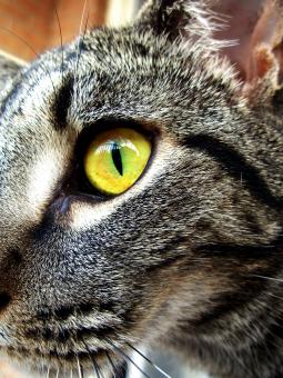 Cat - Free Stock Photo