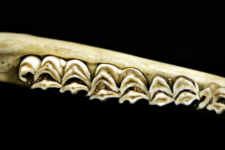 Free stock image of Teeths created by Bjorgvin