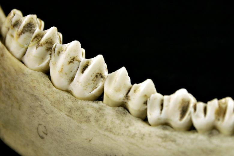 Free stock image of Teeths created by Bjorgvin