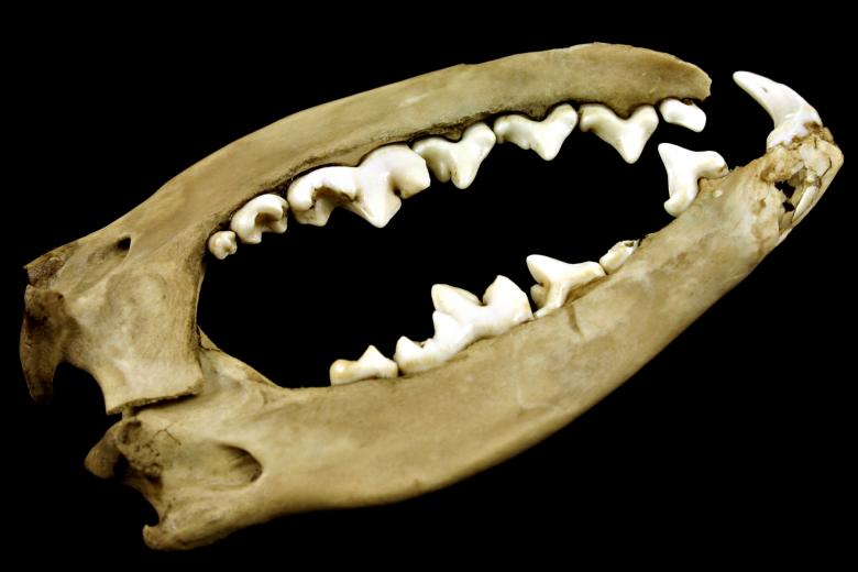 Free stock image of Jaws created by Bjorgvin