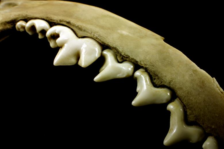 Free stock image of Sharp teeths created by Bjorgvin