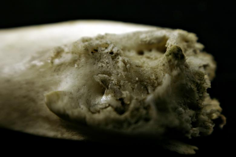 Free stock image of Dirty bone created by Bjorgvin