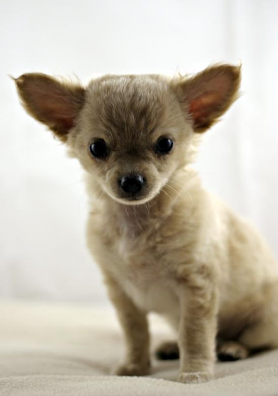 Free stock image of Chihuahua created by Bjorgvin