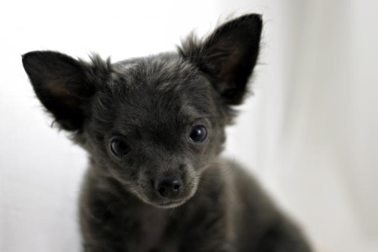 Free stock image of Chihuahua created by Bjorgvin