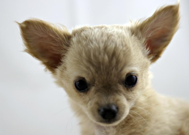 Free stock image of Chihuahua created by Bjorgvin