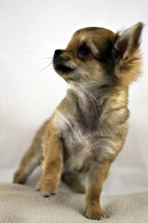 Free stock image of Chihuahua created by Bjorgvin