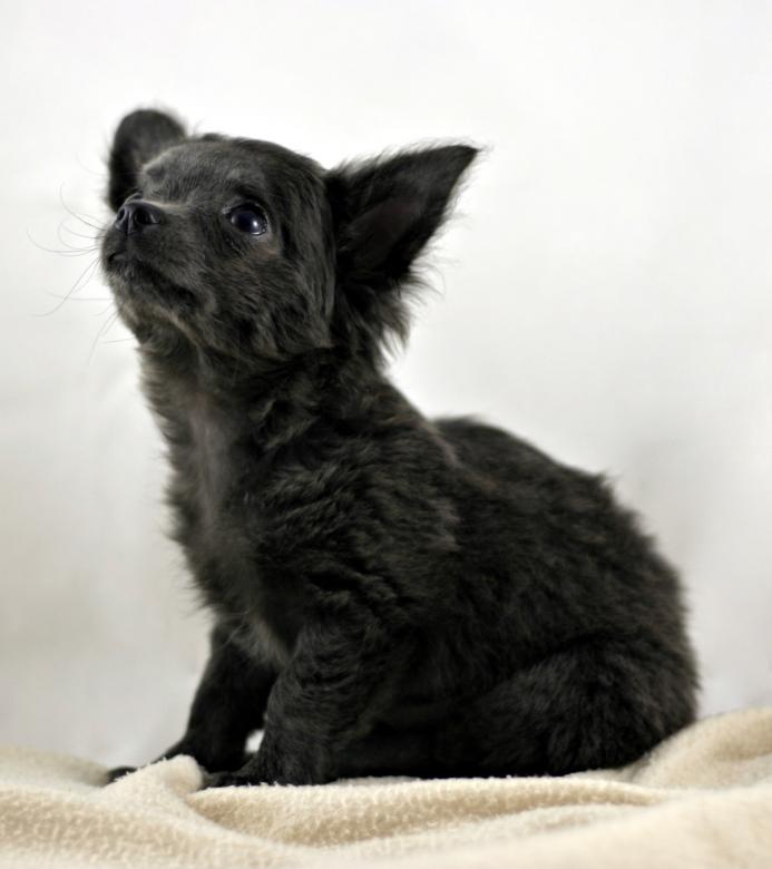 Free stock image of Chihuahua created by Bjorgvin