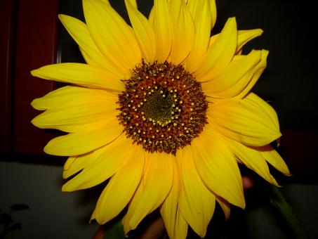 Sunflower - Free Stock Photo
