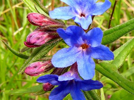 Blooming to life
