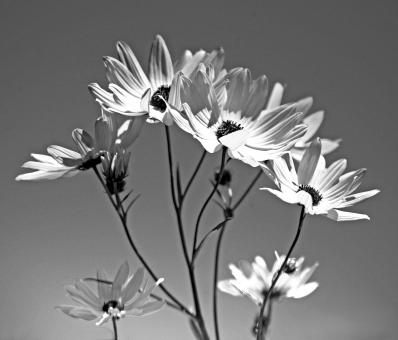 Sunflowers in monochrome - Free Stock Photo