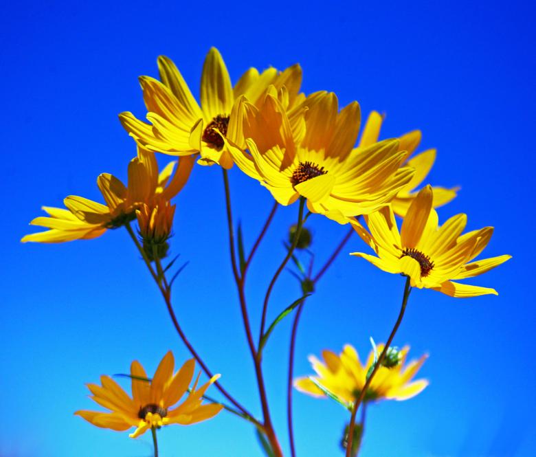 Free stock image of Sunflowers created by angie wright