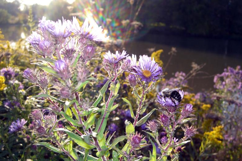 Free stock image of Fall flowers created by chris hughes