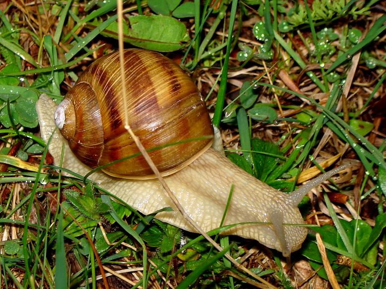 Free stock image of Snail created by todor todorov