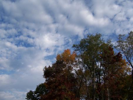 AUTUM SKY - Free Stock Photo