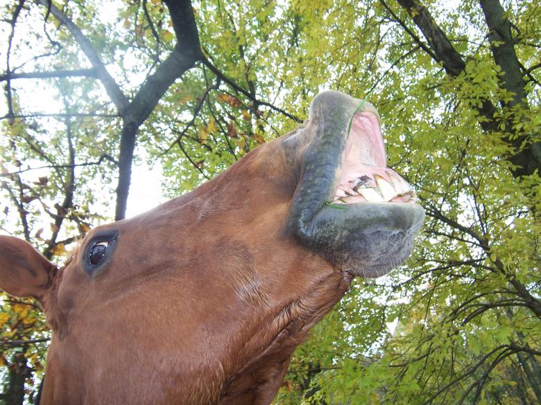 Free stock image of RIO GETS THE JOKE created by susan aceto