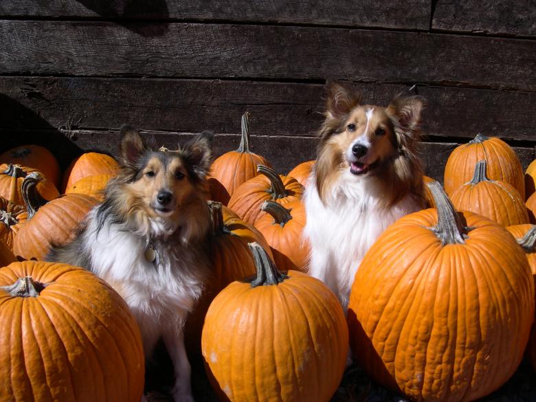 Free stock image of Pumpkin patch kids created by amy childers