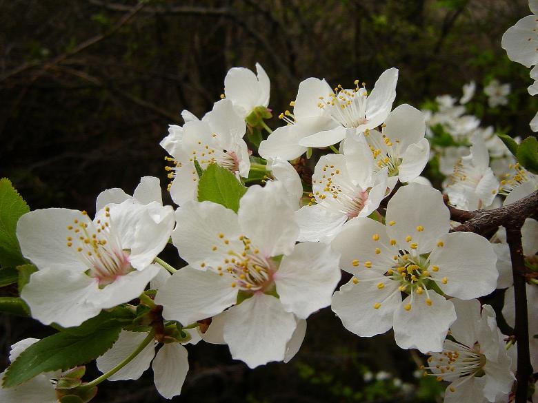 Free stock image of Plum tree in bloom created by todor todorov
