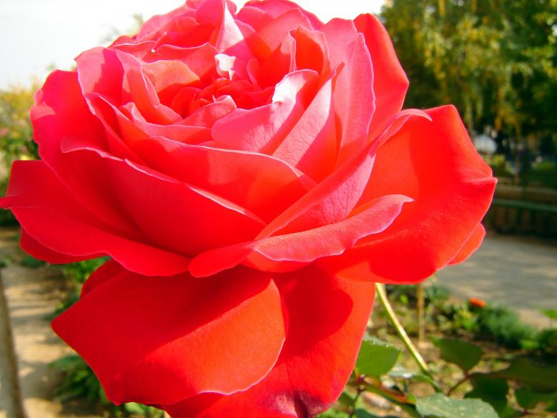 Free stock image of Red rose macro created by todor todorov