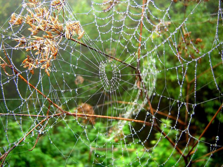 Free stock image of Spiderweb created by todor todorov