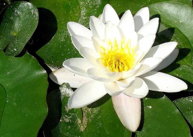 Free stock image of Flower created by bogdanov