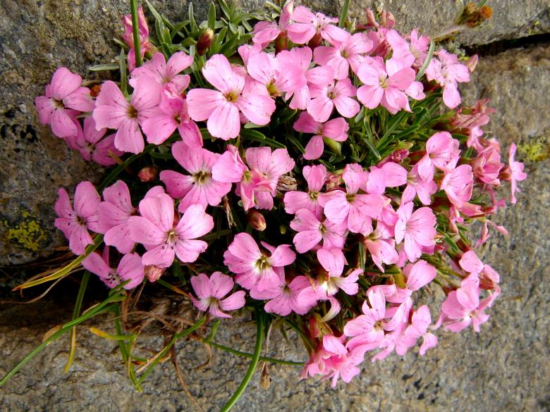 Free stock image of Rock flowers created by todor todorov