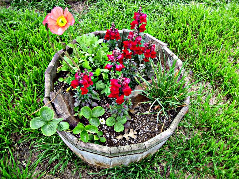 Free stock image of Pot of Flowers created by ruth n. webb