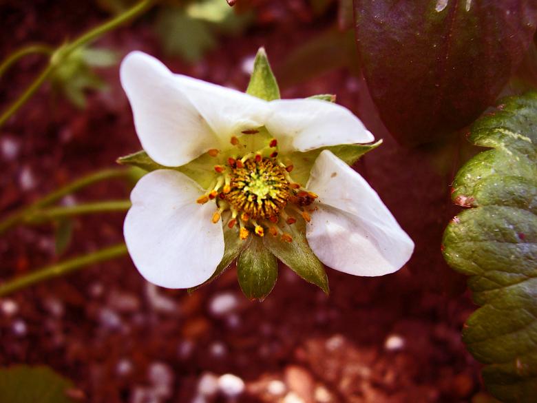 Free stock image of Ladybug in Flower created by ruth n. webb