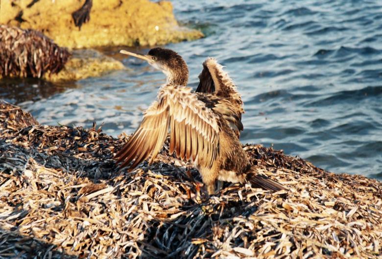 Free stock image of Kormoran 1 created by georgi radev