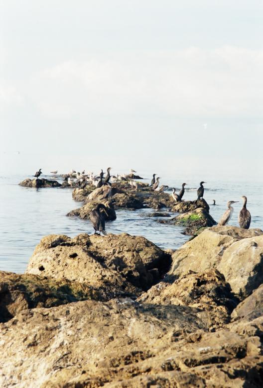 Free stock image of Kormoran created by georgi radev