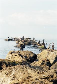 Kormoran - Free Stock Photo