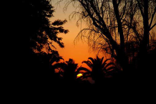 Sunset Through Palms - Free Stock Photo