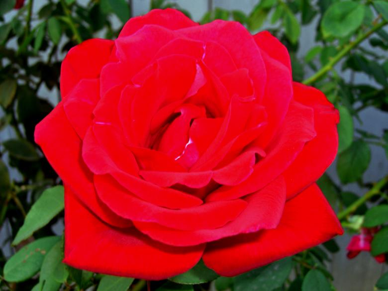 Free stock image of Beautiful Red Rose created by j. l. johnson