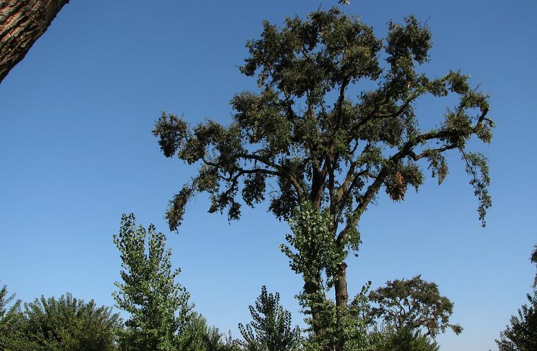 Free stock image of Beautiful Oak Tree created by bonnie l. mahaffey
