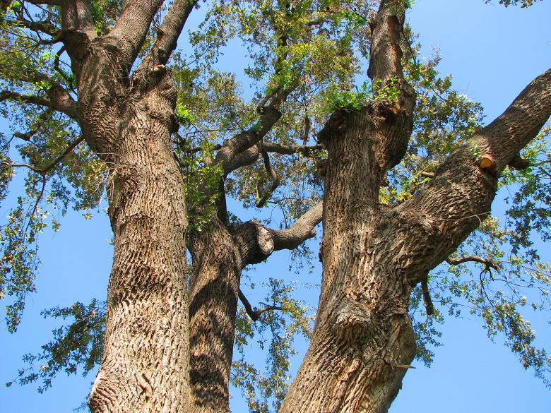 Free stock image of Oak Tree Closeup created by bonnie l. mahaffey