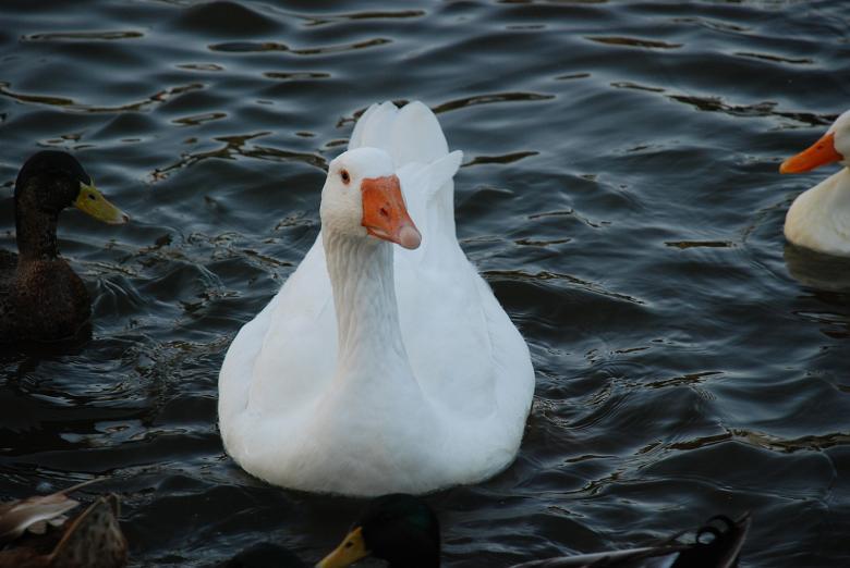 Free stock image of Beautiful Goose created by bonnie l. mahaffey