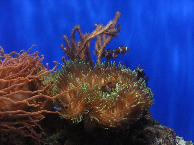 Free stock image of Underwater World created by mohamad idham