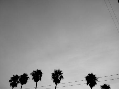 Palm Trees