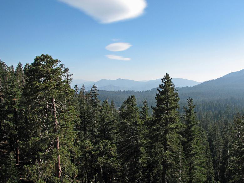 Free stock image of Forest of Trees created by bonnie l. mahaffey