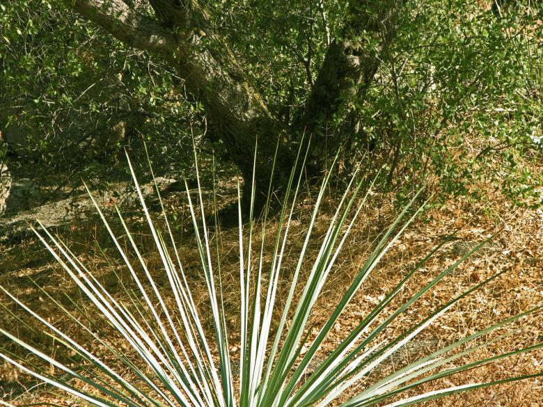 Free stock image of Nature's Fan created by bonnie l. mahaffey