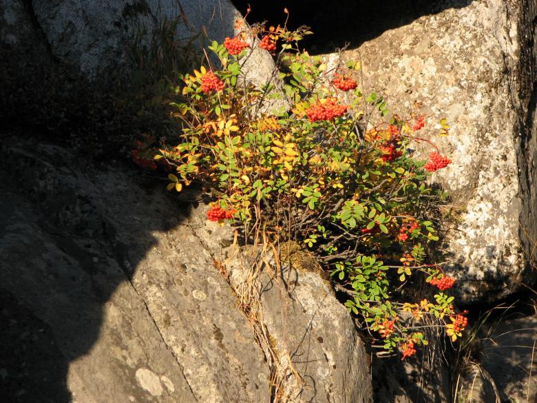 Free stock image of Mountain Berries created by bonnie l. mahaffey