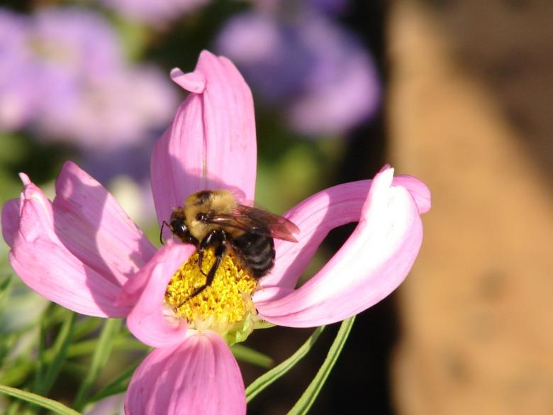 Free stock image of Busy Bee created by jenna yeager