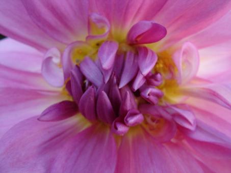 Pink Pleasure - Free Stock Photo