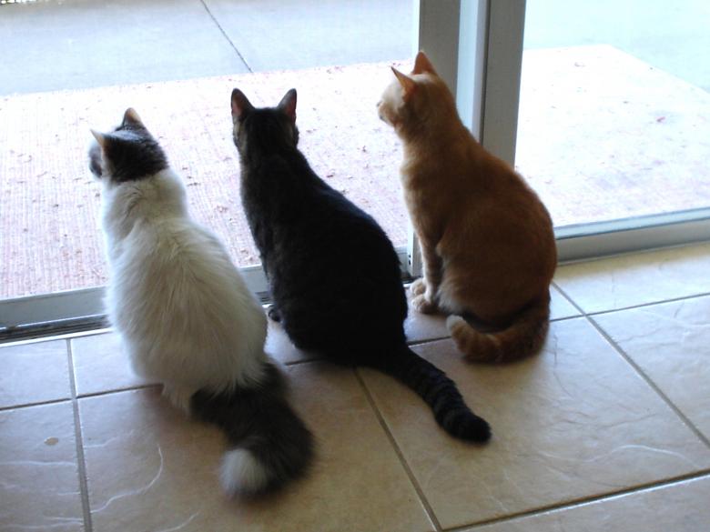Free stock image of We Three Cats created by Thom Parkin