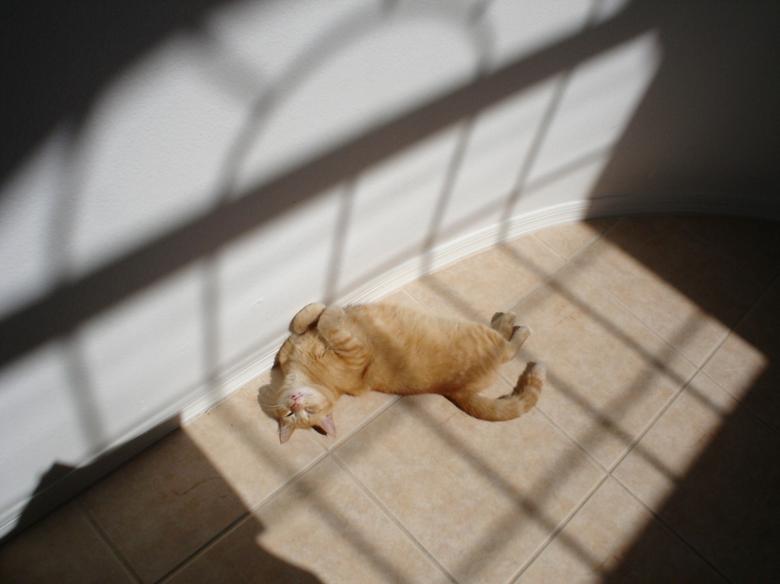 Free stock image of Midday Catnap created by Thom Parkin