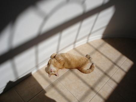 Midday Catnap - Free Stock Photo