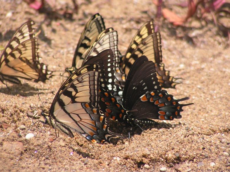 Free stock image of Butterflies created by phillip clark