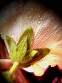Hollyhock - Free Stock Photo