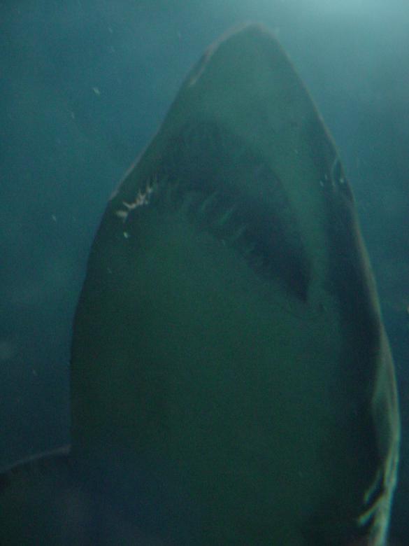 Free stock image of Jaws created by nikole preston